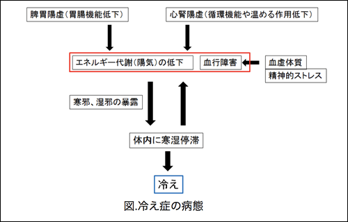 冷え性の病態