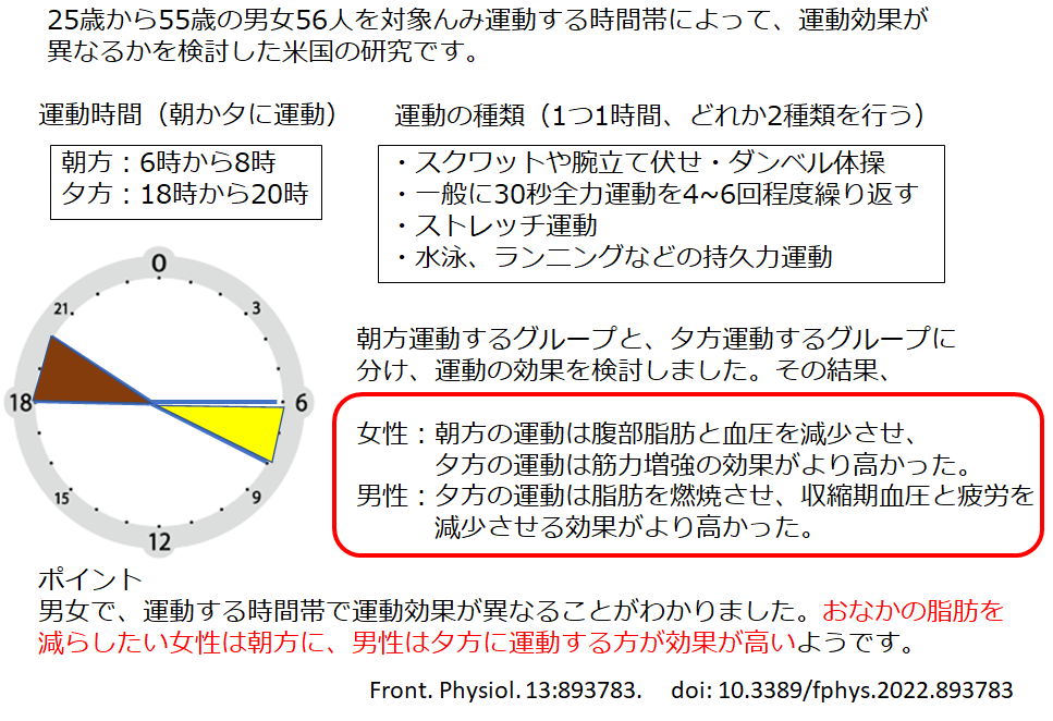 運動は時間帯によって効果がちがう